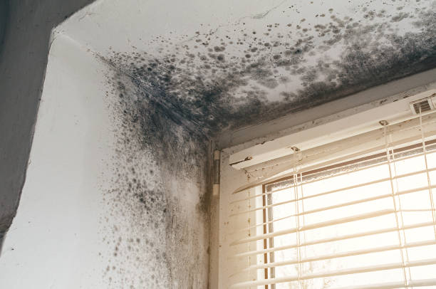 Affordable Attic Mold Remediation solutions in Flinton, PA